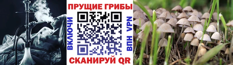 Галлюциногенные грибы Cubensis  MEGA   это состав  Урюпинск 